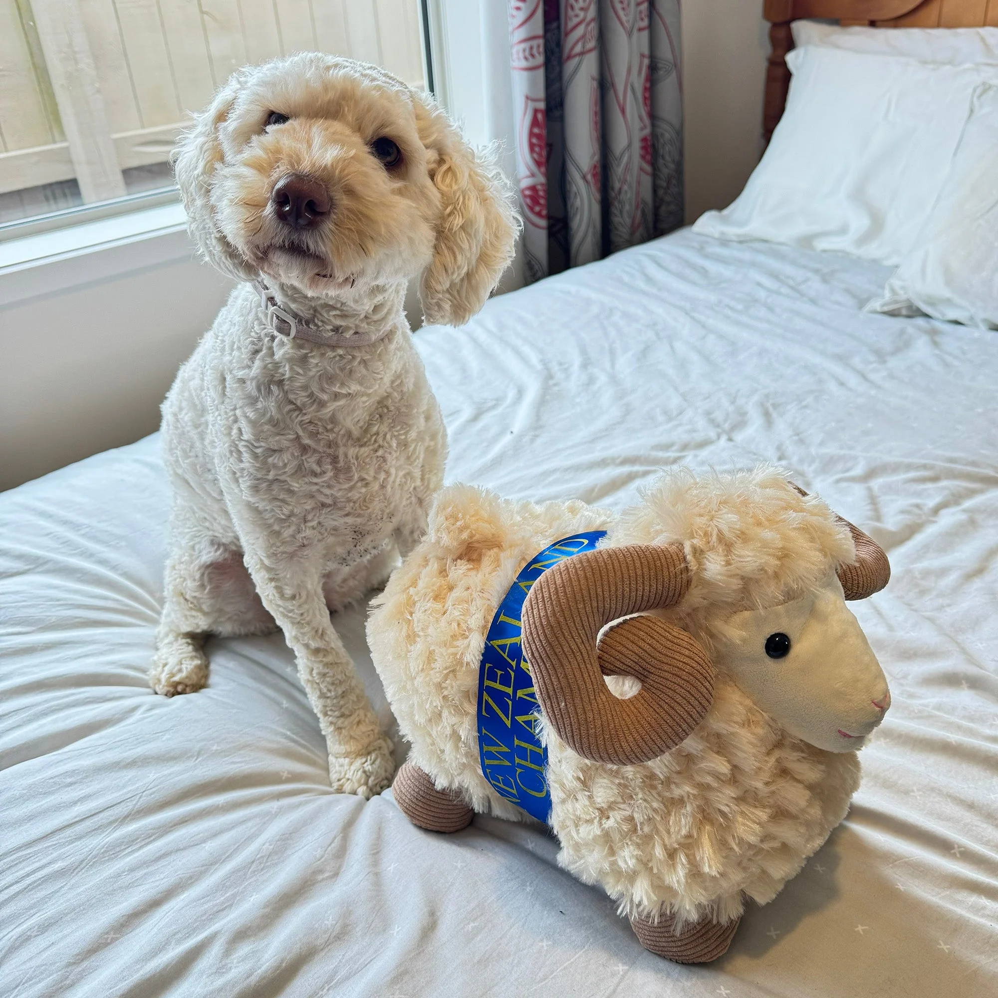Champion NZ Ram Sheep Toy - Image 5