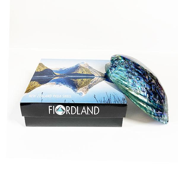 14cm Large Polished Paua Shell in Descriptive Box - Image 2